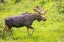 Picture of COLORADO-CAMERON PASS BULL MOOSE IN MEADOW 
