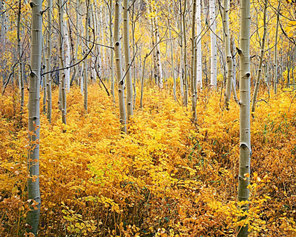 Picture of COLORADO-ROCKY MOUNTAINS ABSTRACT OF ASPENS AND VEGETATION IN AUTUMN