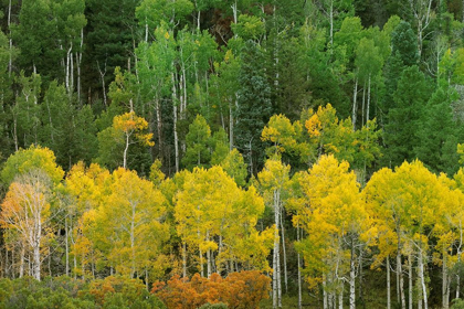 Picture of COLORADO-SAN JUAN MOUNTAINS FOREST IN AUTUMN COLOR