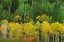 Picture of COLORADO-SAN JUAN MOUNTAINS FOREST IN AUTUMN COLOR