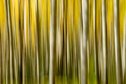 Picture of COLORADO-ASPEN-ABSTRACT-FALL COLORS