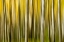 Picture of COLORADO-ASPEN-ABSTRACT-FALL COLORS