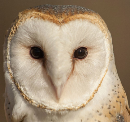 Picture of OWL-BARN OWL