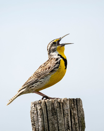 Picture of MEADOWLARK-BIRD