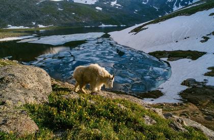 Picture of MOUNTAIN GOAT WALKS NEAR SHORE OF PARTIALLY FROZEN SUMMIT LAKE-MOUNT EVANS-NEAR DENVER-COLORADO-USA