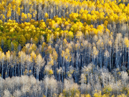 Picture of COLORADO-MAROON BELLS-SNOWMASS WILDERNESS FALL COLORS ON ASPEN TREES