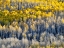 Picture of COLORADO-MAROON BELLS-SNOWMASS WILDERNESS FALL COLORS ON ASPEN TREES
