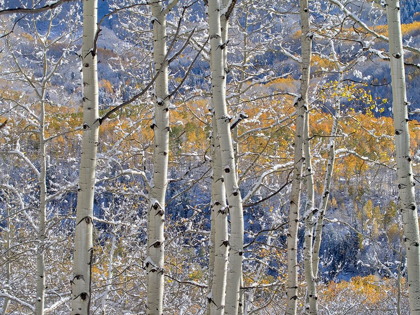 Picture of COLORADO-SAN JUAN MTS FRESH SNOW ON ASPENS IN THE FALL