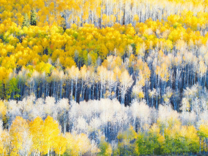 Picture of COLORADO-MAROON BELLS-SNOWMASS WILDERNESS FALL COLORS ON ASPEN TREES