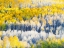 Picture of COLORADO-MAROON BELLS-SNOWMASS WILDERNESS FALL COLORS ON ASPEN TREES