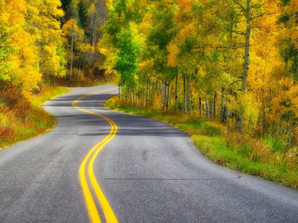Picture of COLORADO CURVED ROADWAY NEAR ASPEN-COLORADO IN AUTUMN COLORS AND ASPENS GROVES