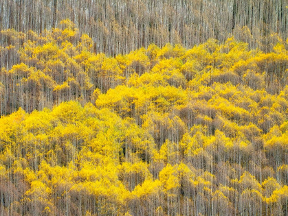 Picture of COLORADO-MAROON BELLS-SNOWMASS WILDERNESS FALL COLORS ON ASPEN TREES