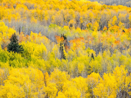 Picture of COLORADO-SAN JUAN MTS YELLOW AND ORANGE FALL ASPENS-GUNNISON NATIONAL FOREST-COLORADO