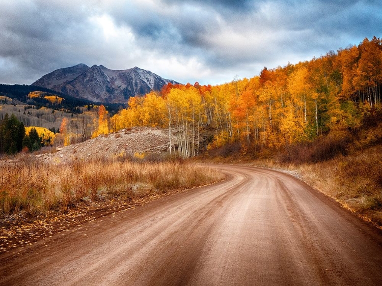 Picture of COLORADO-SAN JUAN MTS ROAD LEADING THROUGH AN ASPEN GROVE TOWARDS EAST BECKWITH MOUNTAIN