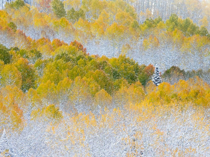 Picture of COLORADO-SAN JUAN MTS FRESH SNOW ON ASPENS IN THE FALL