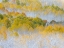 Picture of COLORADO-SAN JUAN MTS FRESH SNOW ON ASPENS IN THE FALL
