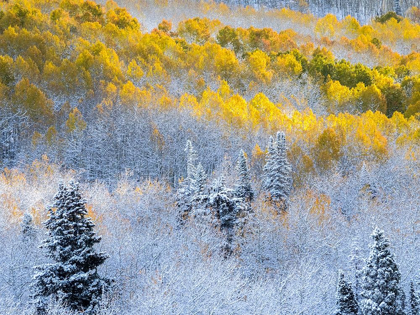 Picture of COLORADO-SAN JUAN MTS FRESH SNOW ON ASPENS IN THE FALL