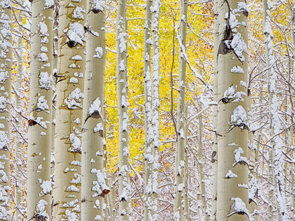 Picture of COLORADO-SAN JUAN MTS FRESH SNOW ON ASPENS IN THE FALL