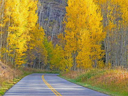 Picture of COLORADO-ASPEN-CURVED ROADWAY NEAR TOWNSHIP OF ASPEN IN FALL COLORS