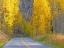 Picture of COLORADO-ASPEN-CURVED ROADWAY NEAR TOWNSHIP OF ASPEN IN FALL COLORS