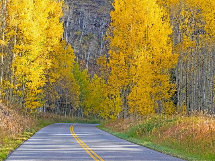 Picture of COLORADO-ASPEN-CURVED ROADWAY NEAR TOWNSHIP OF ASPEN IN FALL COLORS