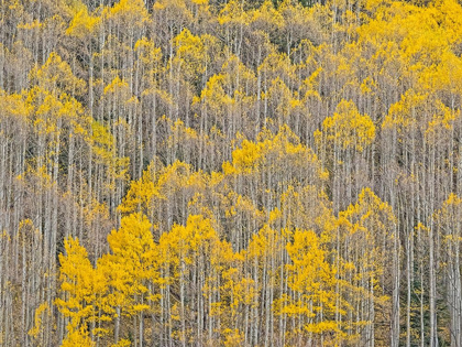 Picture of COLORADO-ASPENS ON HILLSIDE NEAR TOWNSHIP OF ASPEN IN FALL COLORS