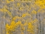 Picture of COLORADO-ASPENS ON HILLSIDE NEAR TOWNSHIP OF ASPEN IN FALL COLORS