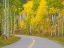 Picture of COLORADO-ASPEN-CURVED ROADWAY NEAR TOWNSHIP OF ASPEN IN FALL COLORS