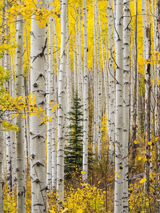 Picture of COLORADO-KEEBLER PASS AUTUMN COLORS IN GROVE OF ASPENS WITH LONE EVERGREEN