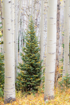 Picture of COLORADO-KEEBLER PASS AUTUMN COLORS IN GROVE OF ASPENS WITH LONE EVERGREEN