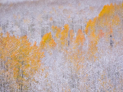 Picture of COLORADO-KEEBLER PASS-FRESH SNOW ON ASPENS WITH FALL COLORS