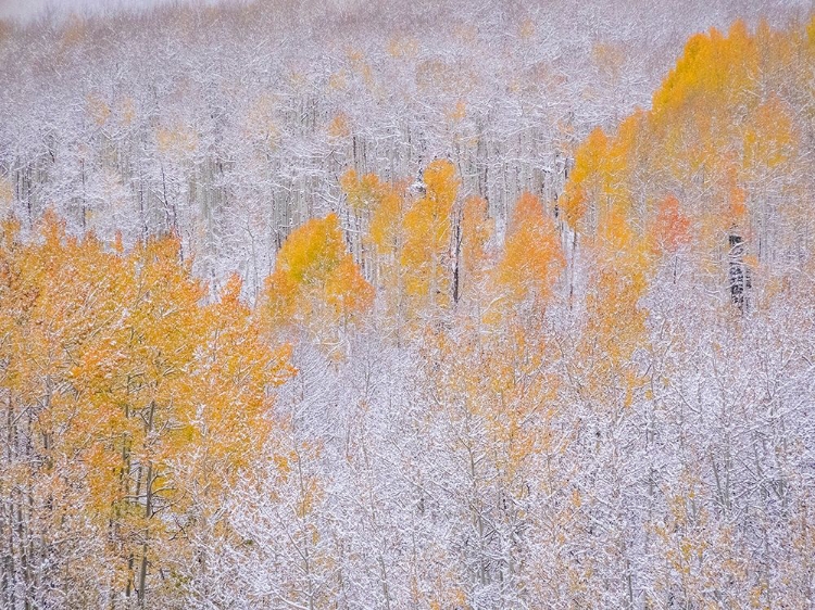 Picture of COLORADO-KEEBLER PASS-FRESH SNOW ON ASPENS WITH FALL COLORS