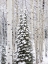 Picture of COLORADO-KEEBLER PASS-FRESH SNOW ON ASPENS AND EVERGREEN TREES