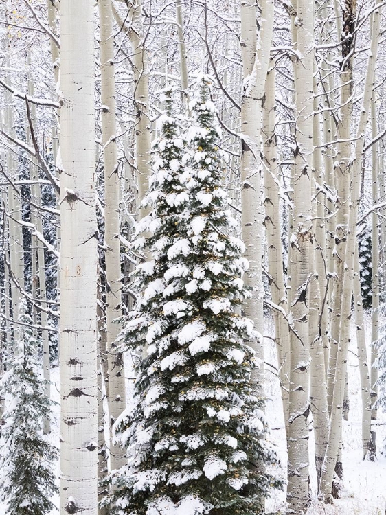 Picture of COLORADO-KEEBLER PASS-FRESH SNOW ON ASPENS AND EVERGREEN TREES