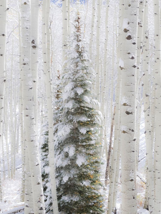 Picture of COLORADO-KEEBLER PASS-FRESH SNOW ON ASPENS AND EVERGREEN TREES
