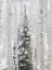 Picture of COLORADO-KEEBLER PASS-FRESH SNOW ON ASPENS AND EVERGREEN TREES