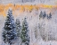 Picture of COLORADO-KEEBLER PASS-FRESH SNOW ON ASPENS WITH FALL COLORS