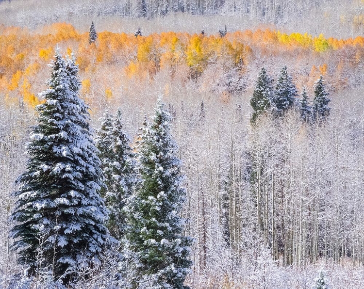 Picture of COLORADO-KEEBLER PASS-FRESH SNOW ON ASPENS WITH FALL COLORS