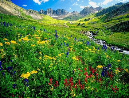 Picture of SPRING IS GRACED WITH AMERICAN BASIN WILDFLOWERS IN THE COLORADO ROCKY MOUNTAINS