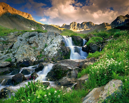 Picture of A SPRING CASCADE WITH WHITE WILDFLOWERS IN AMERICAN BASIN IN THE COLORADO ROCKY MOUNTAINS
