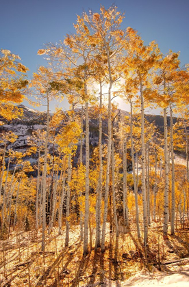 Picture of SUNRISE THROUGH SNOW COVERED ASPEN TREES IN THE COLORADO ROCKY MOUNTAINS