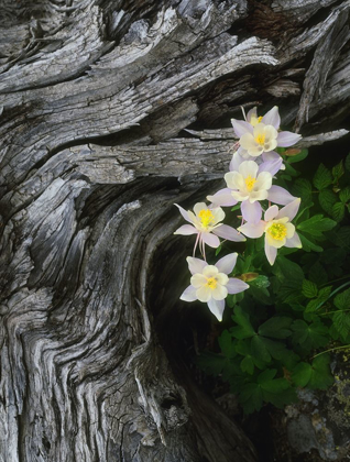 Picture of THE STATE FLOWER OF COLORADO-THE COLUMBINE-BLOOMS ALL SUMMER IN THE ROCKY MOUNTAINS