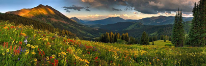Picture of COLORADO-CRESTED BUTTE-WILDFLOWERS