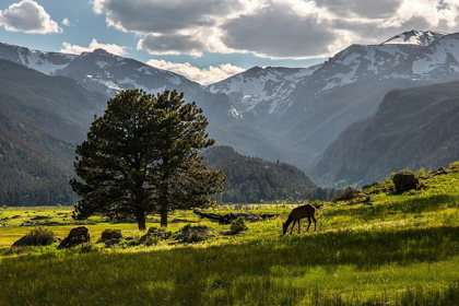 Picture of A LONE DEER GRAZES IN THE SECURITY OF ROCKY MOUNTAIN NATIONAL PARK IN THE COLORADO ROCKY MOUNTAINS