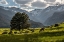 Picture of A LONE DEER GRAZES IN THE SECURITY OF ROCKY MOUNTAIN NATIONAL PARK IN THE COLORADO ROCKY MOUNTAINS