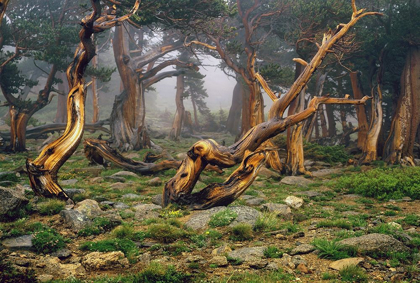 Picture of MISTY MORNING BRISTLECONE PINES ON MOUNT EVANS IN THE COLORADO ROCKY MOUNTAINS