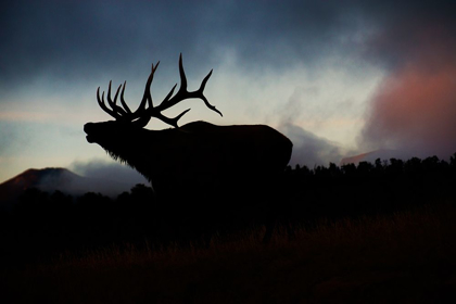 Picture of BUGLING ELK SILHOUETTED AGAINST THE COLORADO ROCKY MOUNTAINS