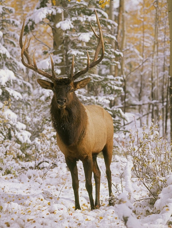 Picture of A BULL ELK IN EARLY WINTER IN THE COLORADO ROCKY MOUNTAINS