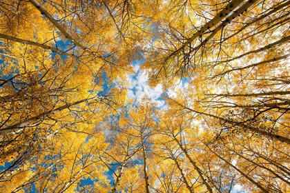 Picture of LOOKING UP INTO YELLOW ASPEN TREES IN THE COLORADO ROCKY MOUNTAINS