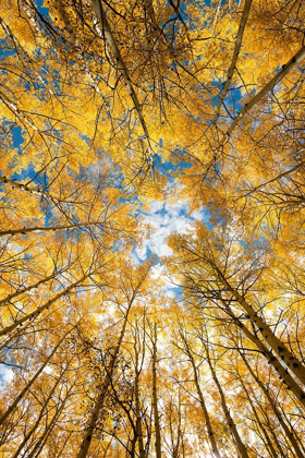Picture of LOOKING UP INTO YELLOW ASPEN TREES IN THE COLORADO ROCKY MOUNTAINS